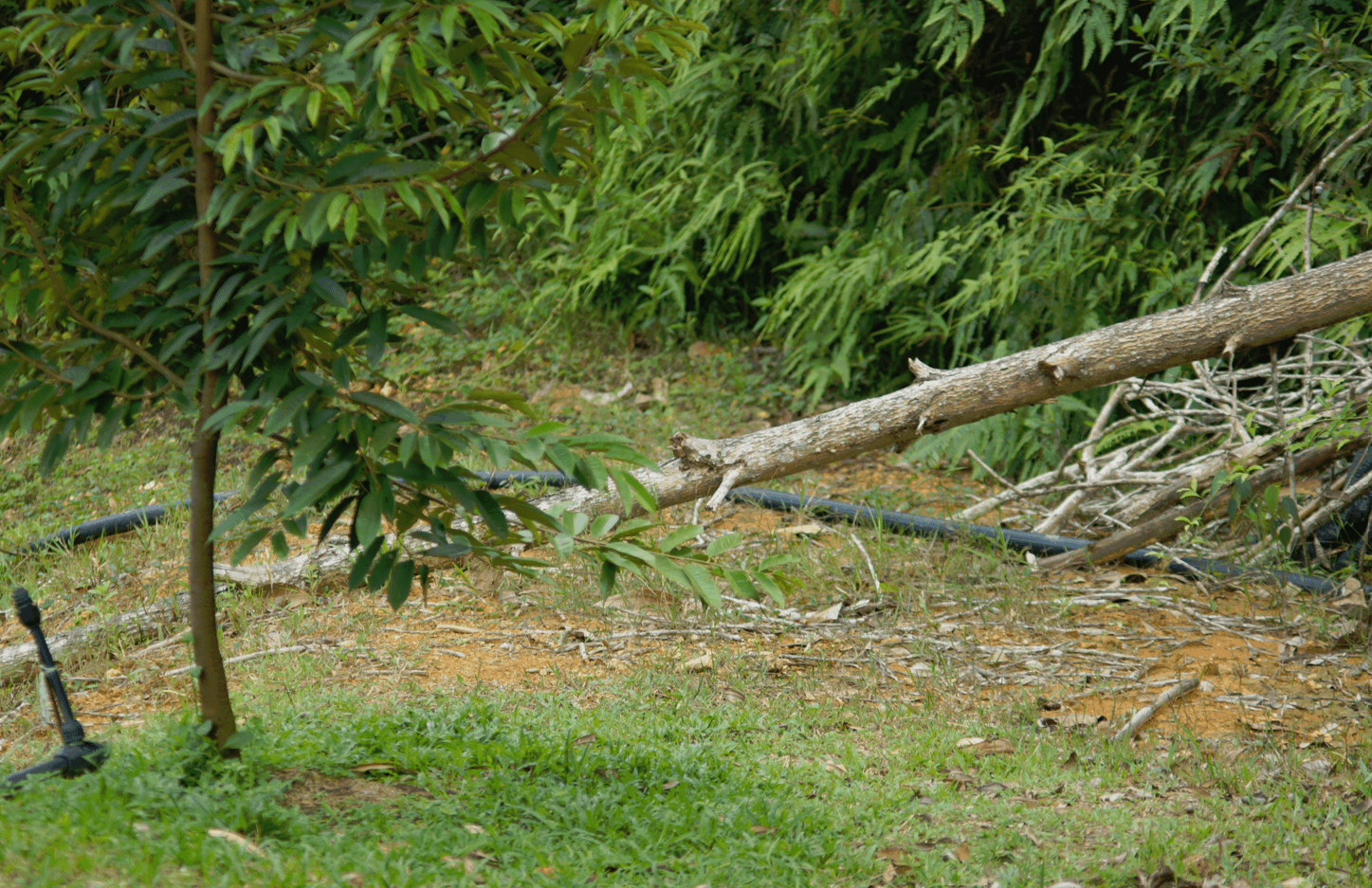 a fallen tree in the farm